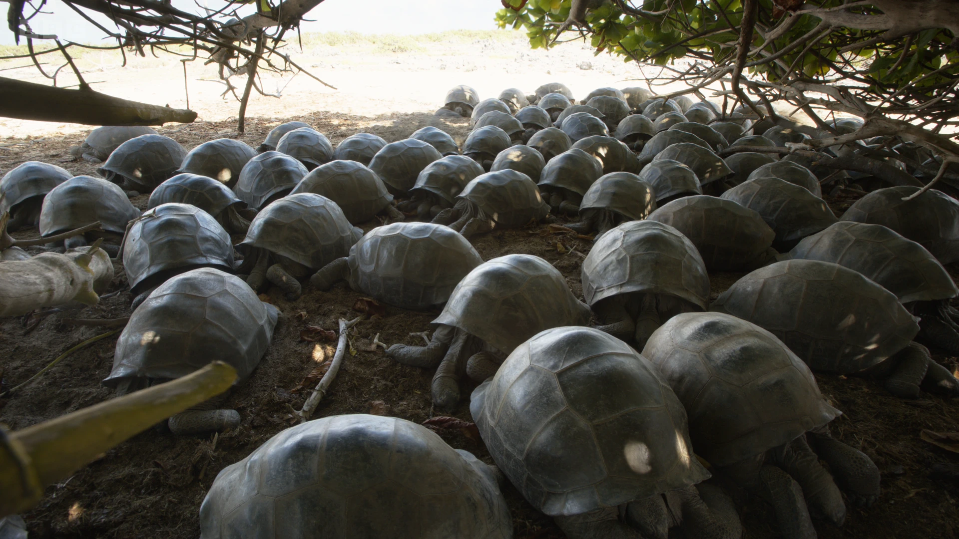 Aldabra giant tortoise (Aldabrachelys gigantea gigantea) as shown in A Perfect Planet - Volcano
